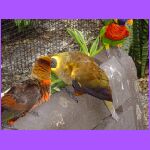 Lorikeets Kissing.jpg